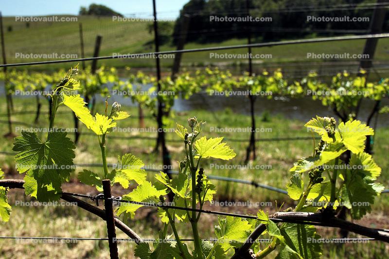 springtime, plant, vine, leaves, Bennett Valley, Sonoma County, California