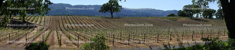 Rows, Glen Ellen, Sonoma Valley, Sonoma County, California, Panorama