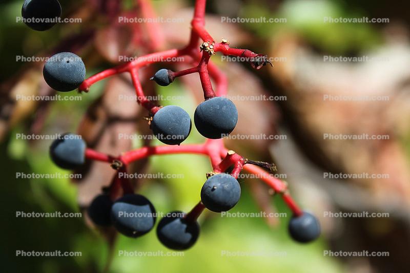 Vine, Red Grapes, Grape Cluster