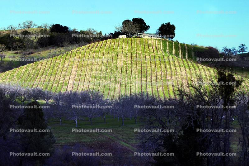 Paso Robles Wine Country