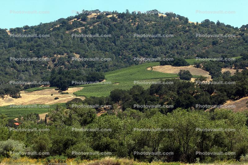 Alexander Valley, Sonoma County, California