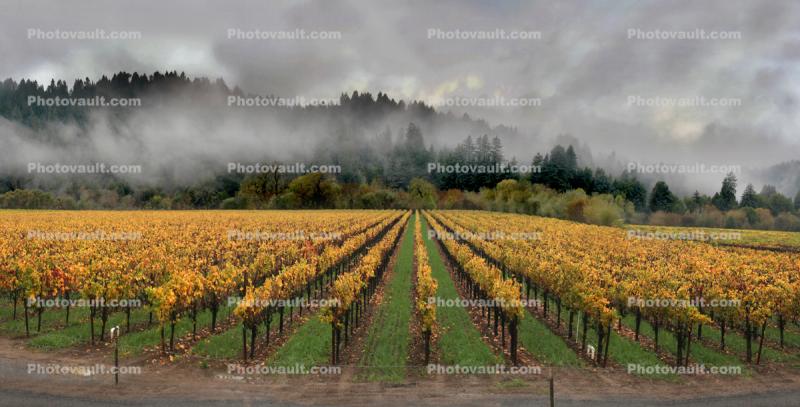 Sonoma County wine country, vineyards, autumn