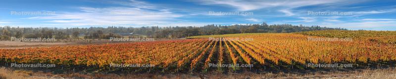 Vineyards, Laguna de Santa Rosa, California
