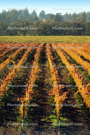 Vineyards, Laguna de Santa Rosa, California