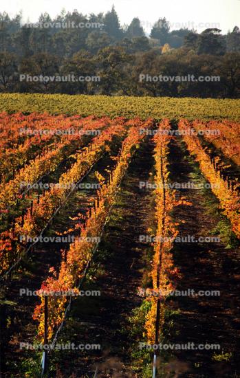 Vineyard vertical panorama, Napa, California
