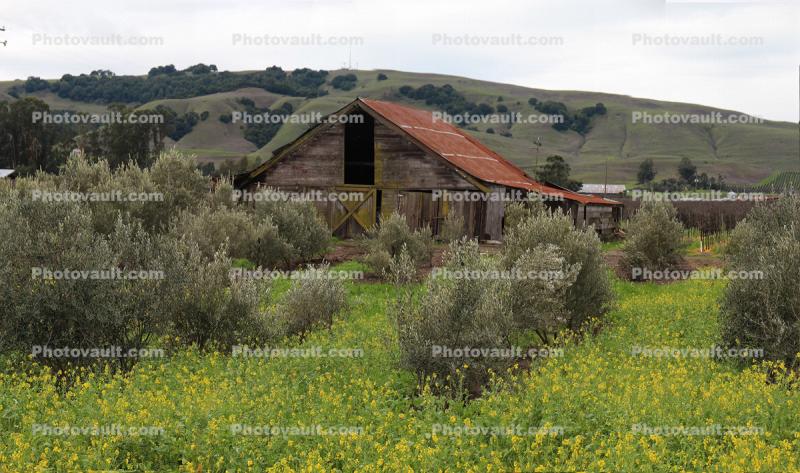 Barn, Olive Trees, yellow flowers