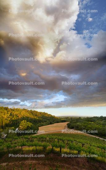 Clouds over the Vineyard, Vortex-Mountain, Hill