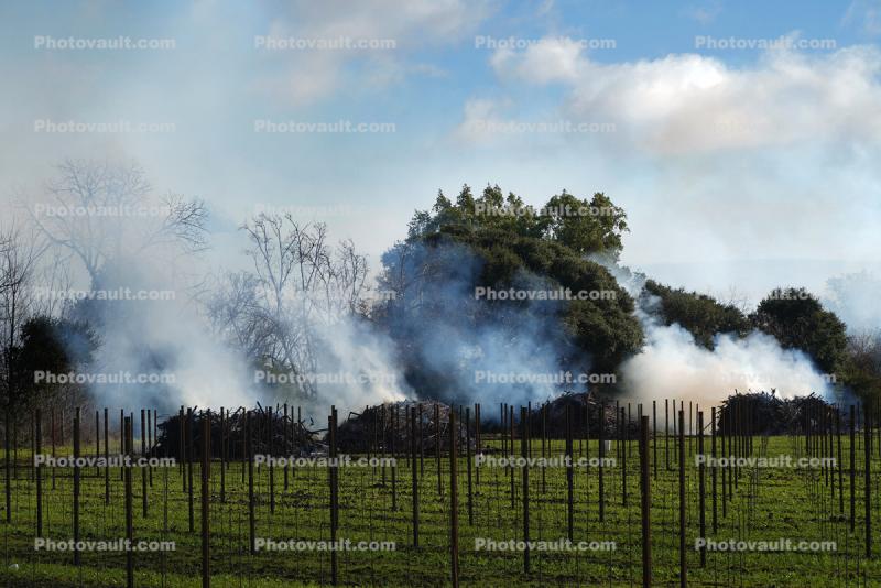 Burning off detritus from a Vineyard, Smoke