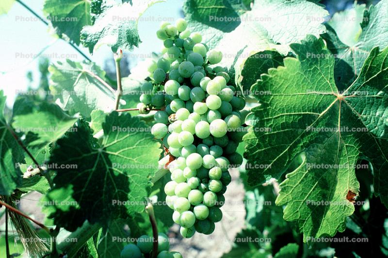 White Wine, Leaves, Grape Cluster