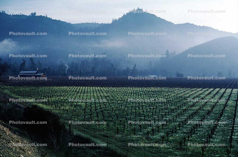 Rows of Vines, hills, mountains
