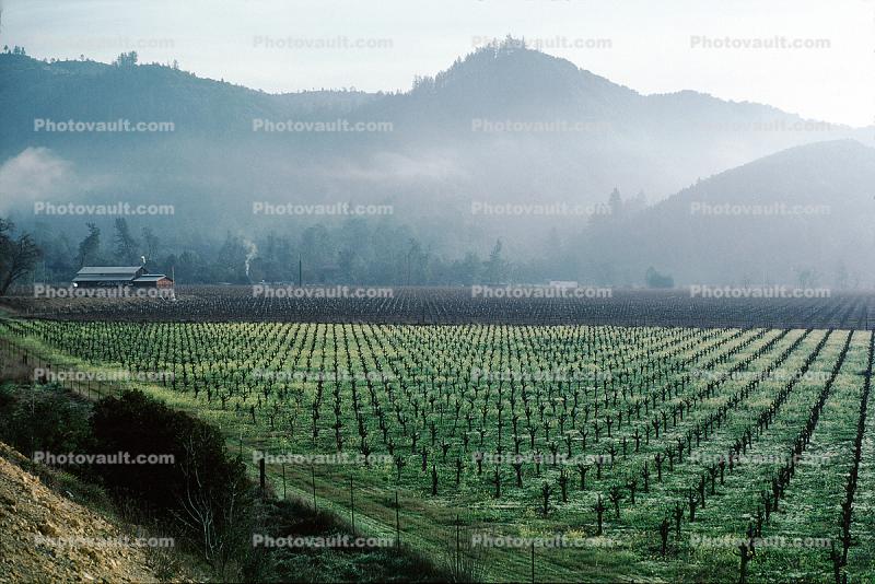 Rows of Vines, hills, mountains