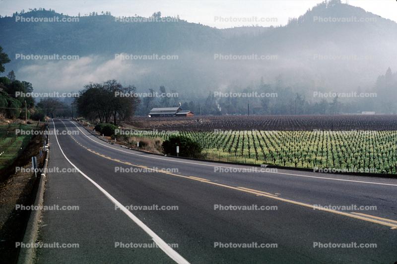 Rows of Vines, hills, mountains, Silverado Trail, highway, road, barn