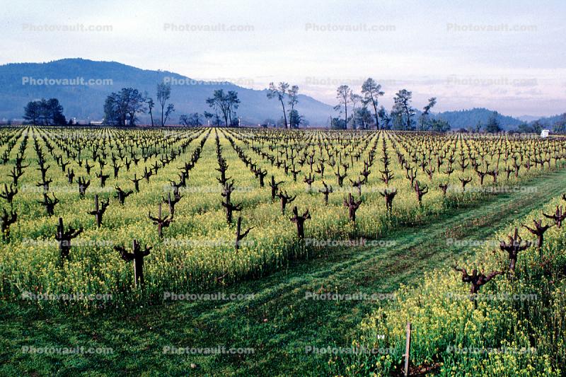 Vanishing Point, Rows of Vines, hills, mountains, mustard flowers