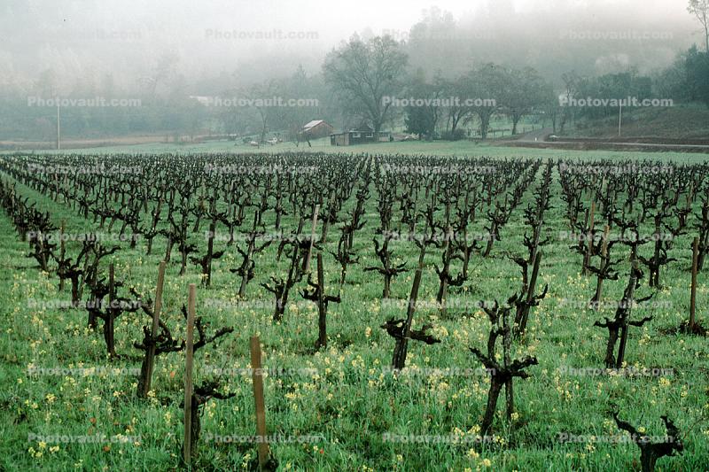 Rows of Vines, trees, hills