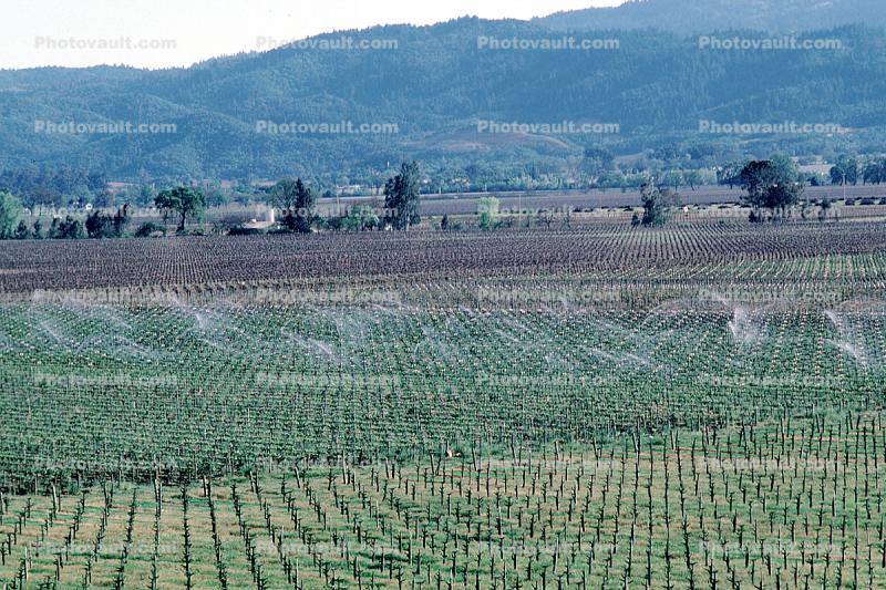vineyards, sprinklers, irrigation, Vanishing Point, Rows