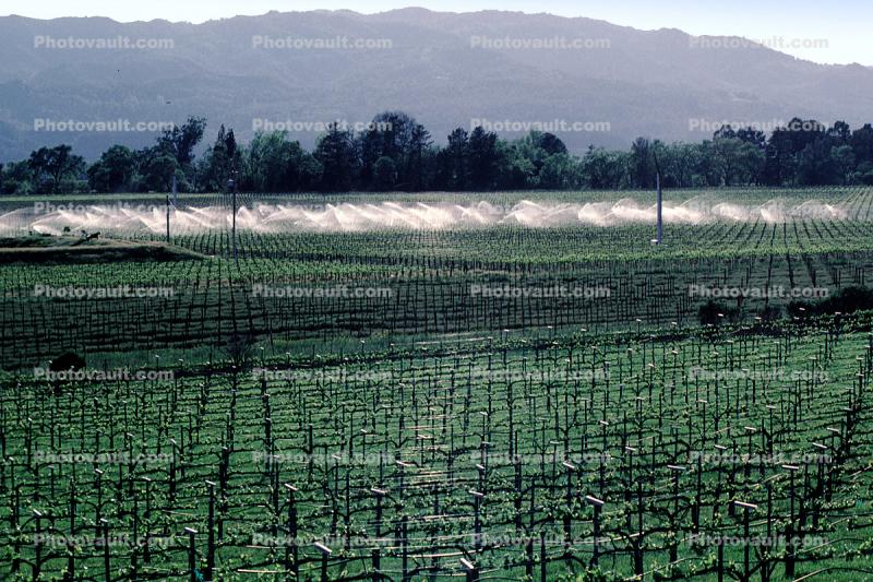 vineyards, sprinklers, irrigation