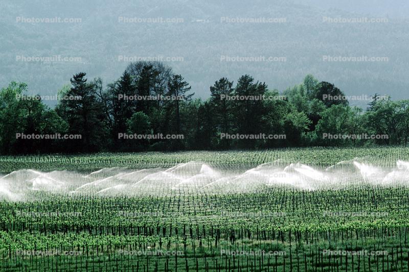 vineyards, sprinklers, irrigation, watering