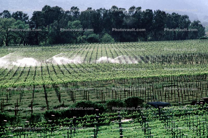 Rows, vineyards, sprinklers, irrigation, watering