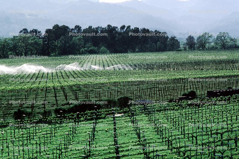 vineyards, sprinklers, irrigation, watering