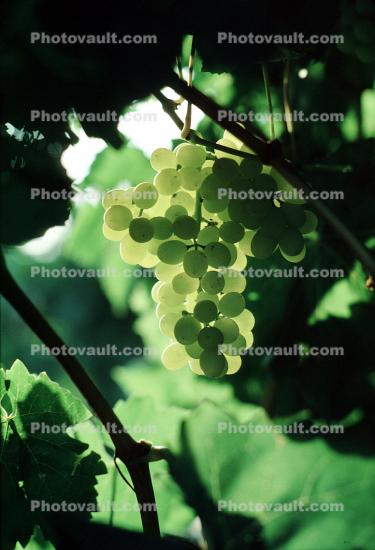 White Grapes, Coachella Valley, California, Grape Cluster