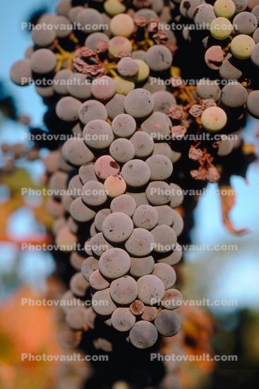Red Grapes, Grape Cluster, close-up