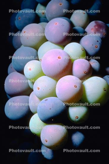 Red Grapes, Grape Cluster, close-up