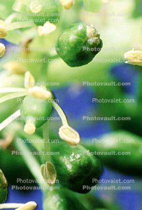 White Grapes, Buds
