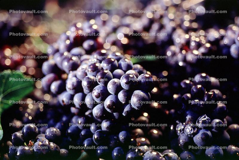 Red Grapes, Grape Cluster