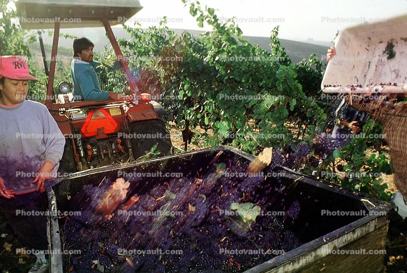 Red Grapes, Grape Cluster, tractor