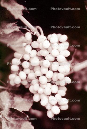 Red Grapes, Grape Cluster