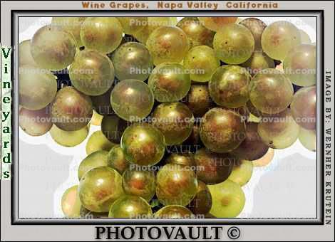 White Grapes, Grape Cluster, close-up