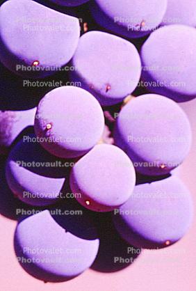Red Grapes, Purple Grape Cluster, close-up