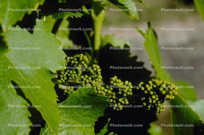 White Grapes, Buds, close-up, Grape Cluster, Sonoma County, California