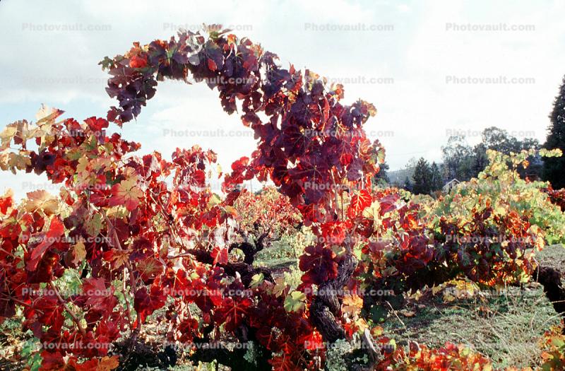 Sonoma County, Grape Cluster, California