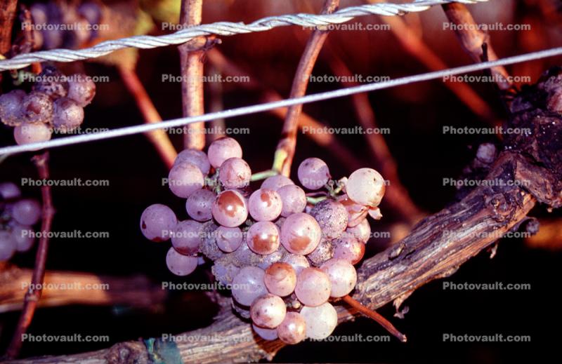 Red Grape, Sonoma County, Grape Cluster, California