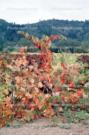 Sonoma County, California, autumn