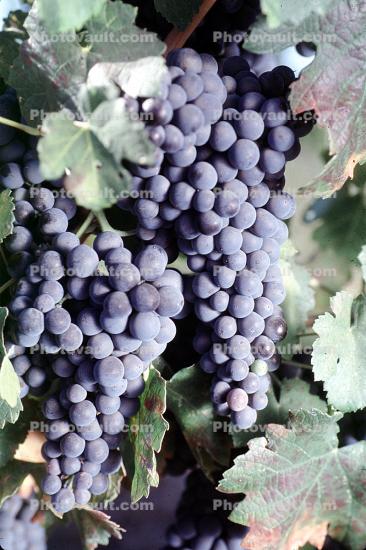 Red Grapes, Grape Cluster, Dry Creek Valley, Sonoma County, California