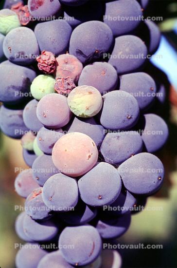 Red Grapes, Grape Cluster, Dry Creek Valley, Sonoma County, California, close-up