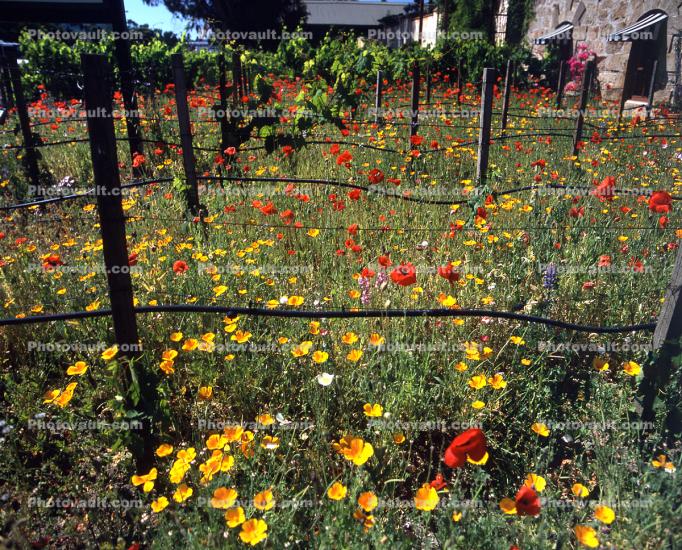 Vines, California Poppy
