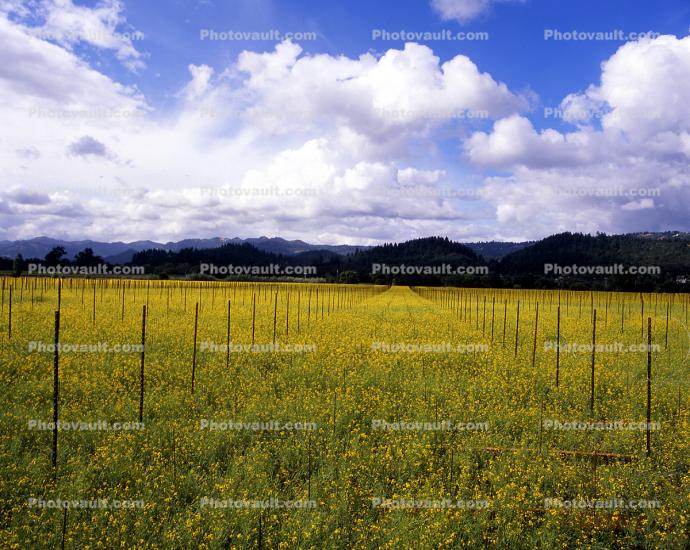 Mustard Plants, empty rows, hills, clouds, mountains
