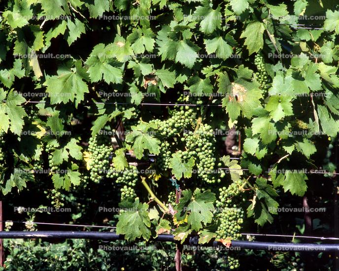 White Grapes, Grape Clusters, leaves, vines
