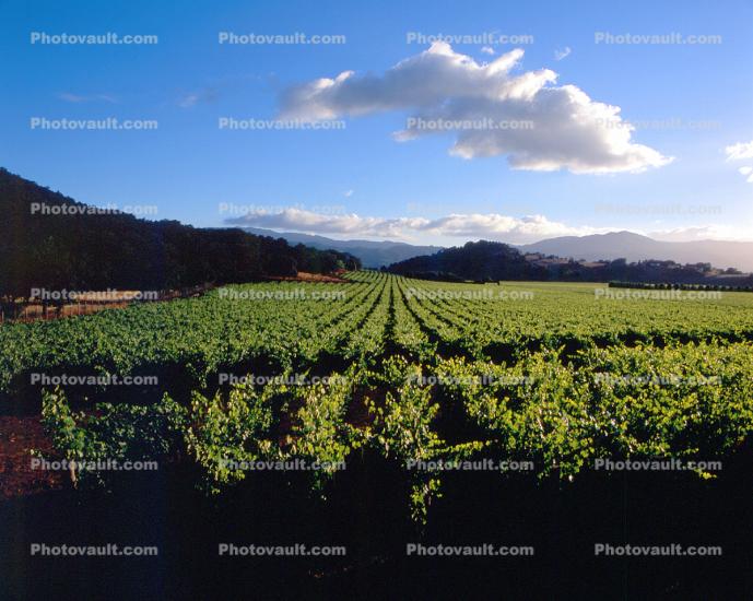 Rows of Vines, hills, clouds, mountains