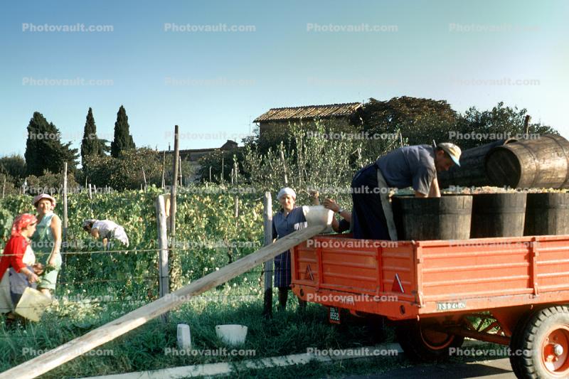 Harvesting, Naples, Italy