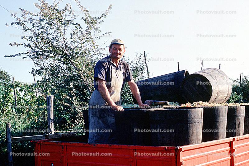 Harvesting, male, man, person, worker, occupation, barrels, guy, Naples, Italy