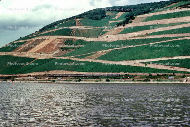 Terraced Vineyards, Rhine River, Germany, (Rhein)