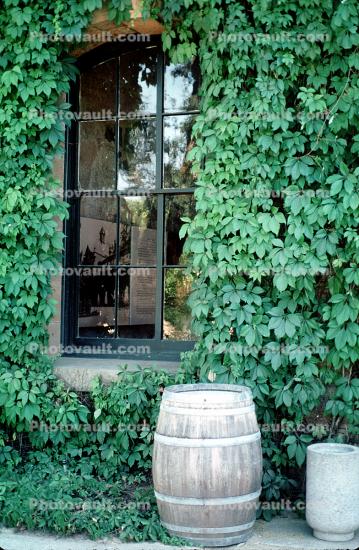 Wood, Wooden Barrel, Window, Ivy, Building