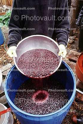 press, crusher, crushing, Purple red grapes