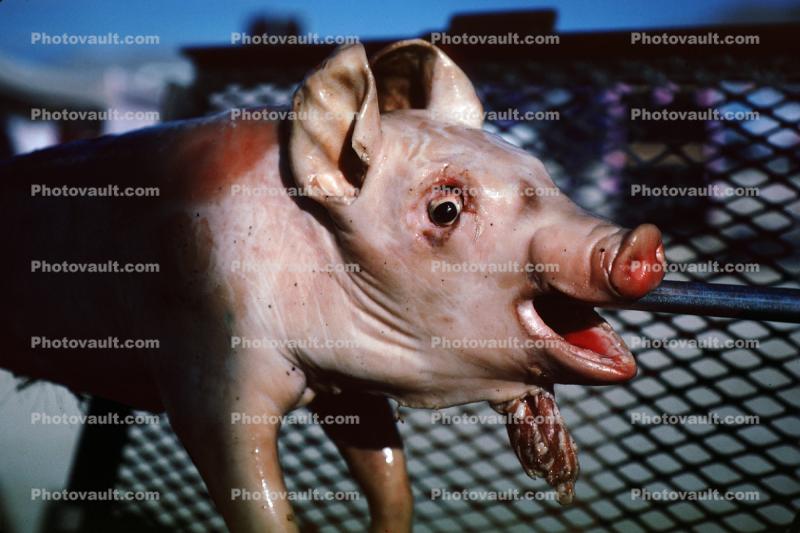 Roasted Pig on a Spit, Roasting, White Meat, Snout, Eyes, Ears