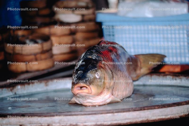 Fresh Fish, Carp, Bangkok, Thailand