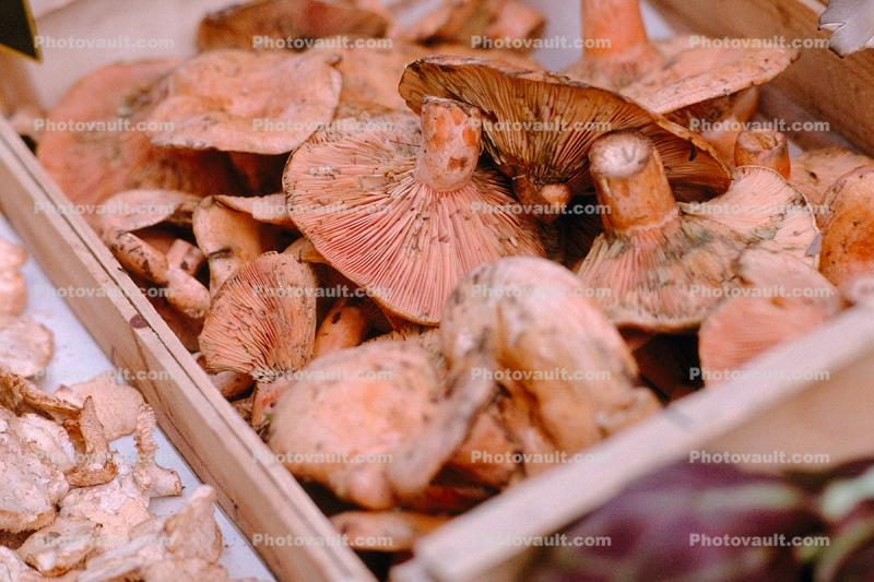 Mushroom, Arles, France